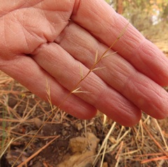 Festuca microstachys