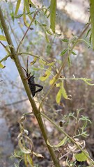 Acanthocephala thomasi