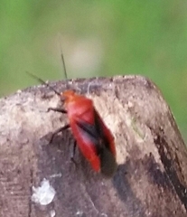 Tropidosteptes cardinalis