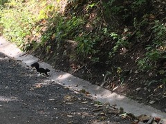 Sciurus carolinensis