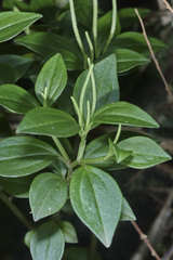 Peperomia versicolor