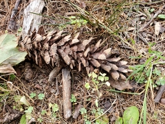 Pinus strobus