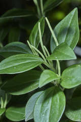 Peperomia versicolor