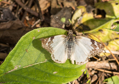 Heliopetes laviana