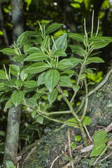 Peperomia versicolor