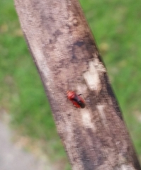 Tropidosteptes cardinalis