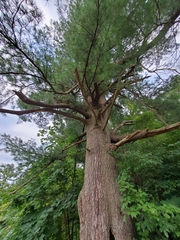 Pinus strobus