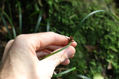 Cyperus disjunctus