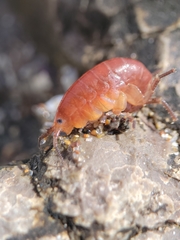 Traskorchestia traskiana