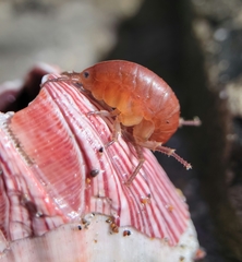 Traskorchestia traskiana