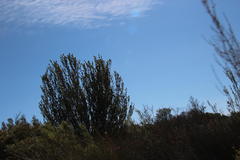 Leucadendron procerum