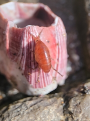 Traskorchestia traskiana