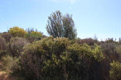 Leucadendron procerum