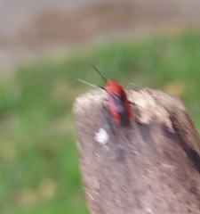 Tropidosteptes cardinalis