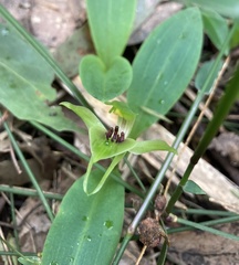 Chiloglottis jeanesii