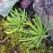 Eriospermum bowieanum - Photo (c) Jean Audissou,  זכויות יוצרים חלקיות (CC BY-NC), הועלה על ידי Jean Audissou