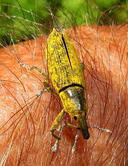 Gasteroclisus