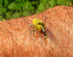 Gasteroclisus