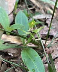 Chiloglottis jeanesii