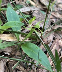 Chiloglottis jeanesii