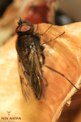 Thereva hispanica