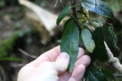 Aristolochia laheyana