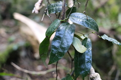 Aristolochia laheyana