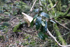 Aristolochia laheyana