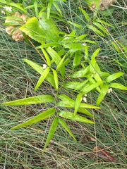 Geitonoplesium cymosum