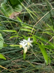 Geitonoplesium cymosum