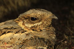 Red-Necked Nightjar photo 5