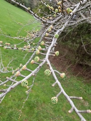 Pseudolarix amabilis