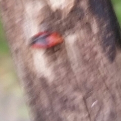 Tropidosteptes cardinalis