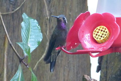 Lampornis amethystinus