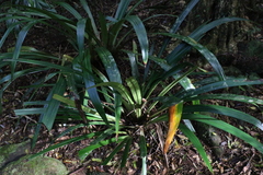 Helmholtzia glaberrima