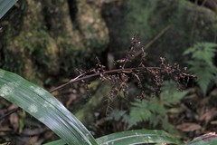 Helmholtzia glaberrima