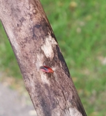 Tropidosteptes cardinalis