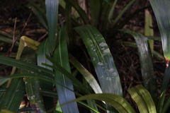 Helmholtzia glaberrima