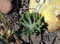 Eriospermum dregei