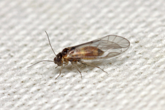Elipsocus hyalinus