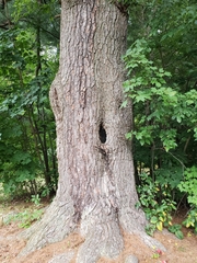 Pinus strobus
