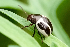 Calligrapha bidenticola