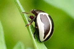 Calligrapha bidenticola