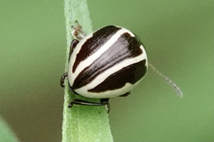 Calligrapha bidenticola