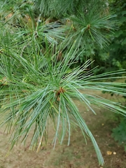 Pinus strobus