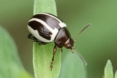Calligrapha bidenticola