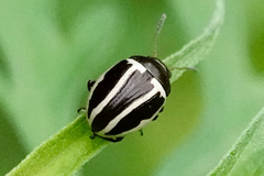 Calligrapha bidenticola