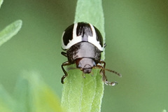 Calligrapha bidenticola