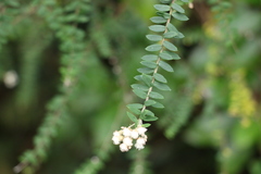 Ozothamnus rufescens