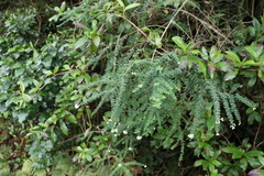 Ozothamnus rufescens